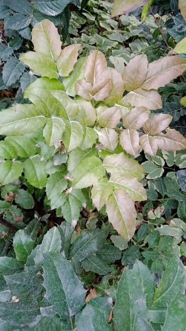 продажа рассады: Предлагается саженец кустарника с развитой корневой системой, готовый — 9