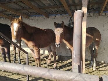 Продаю | Жеребенок | Для разведения | Племенные — 7