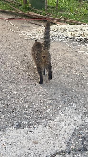 цветы лаванда: Ищу хорошую квартиру с условиями цена от 15-20 тысяч о себе не имею — 3