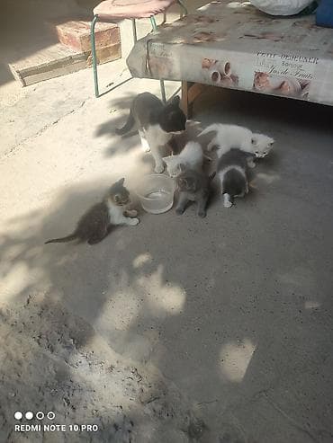 chow chow: Котята разного окраса - Порода: беспородные домашние котята - — 5
