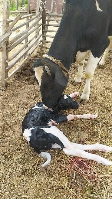 кунажын: Сатам | Уй (ургаачы), Бука (эркек), Кунаажын | Голштин, Алатоолук, Швиц | Союуга, Көбөйтүү үчүн, Бордоп семиртүү үчүн | Кысыр, Музоологондон кийин, Асыл тукумдуу — 9