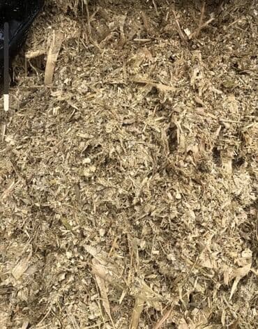 дом животных: Силос мелкого дробление 
Московский район село Ак торпок 
Сорт Ала тоо — 1