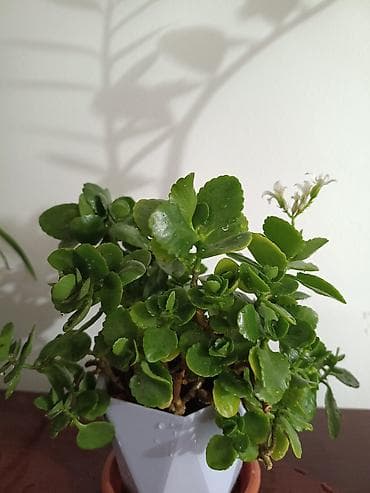 цветка диффенбахию: Комнатное растение Каланхоэ (Kalanchoe blossfeldiana) в горшке. - — 1