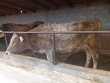 бык 2 года: Продаю | Корова (самка) | Полукровка | Для молока | Привязанные — 1