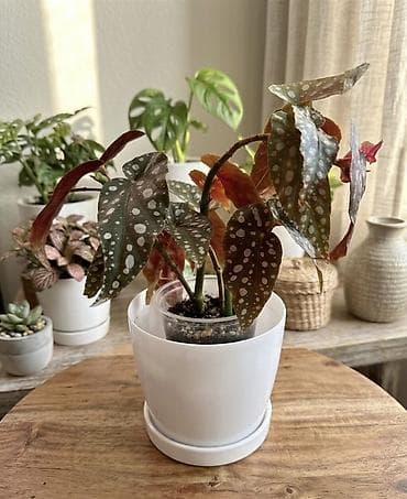 цена монза: Алоказия клиопелата 500, бегония 500 — 2