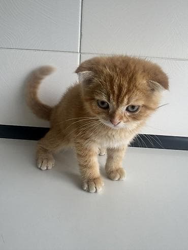 Продажа кошек: Шотландский вислоухий котёнок (Scottish Fold) - Окрас: рыжий табби с — 1