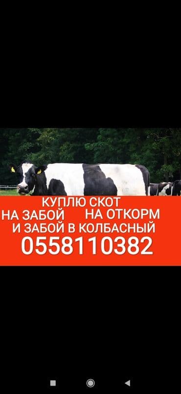 Куплю | Коровы, быки, Лошади, кони, Другие с/х животные | Круглосуточно, Любое состояние, Забитый