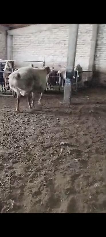 шамал сай: Сатам | Кочкор (эркек) | Арашан | Көбөйтүү үчүн | Жасалма жол менен боозутуу — 10