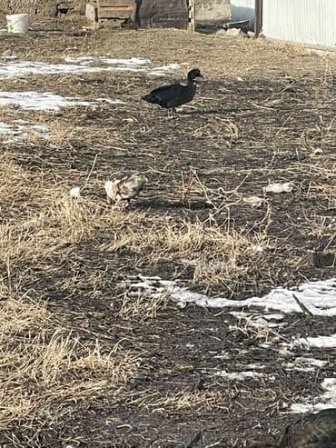 Ветеринар кызматы: Мускусные утки (индоутки), разноцветные окрасы. - Порода: мускусная — 4