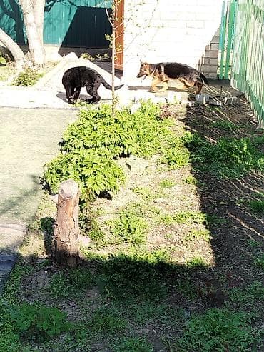 отдам даром попугая жако: Немецкая овчарка, 4 месяца, Самка, С прививкой — 7