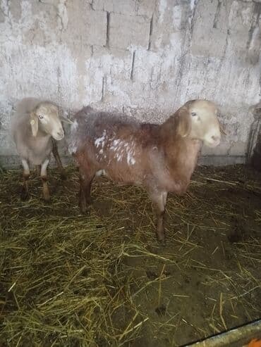 отдам в добрые руки собаку: Продаю | Овца (самка) | Для разведения — 3