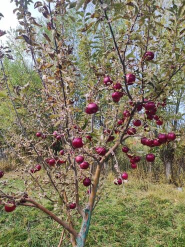 аренда дом кудайберген: 275000 соток, Бизнес үчүн — 3