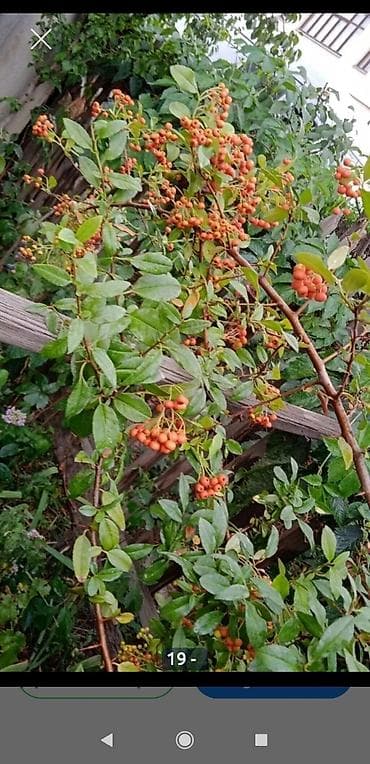 самшиты круглые: Кустарники: Дейция Гортензия, Пироката красные ягоды, Арунас — 6