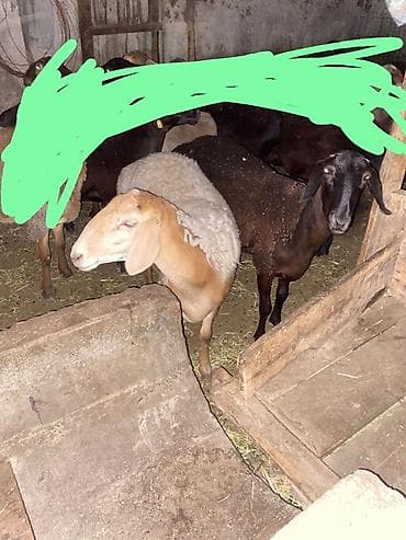 козу не дорого: Продаю | Овца (самка) | Для разведения | Матка — 2