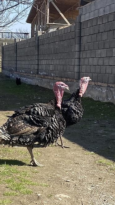 мала сатылат: Сатам | Эркек күрп | Көбөйтүү үчүн | Асыл тукумдуу — 2