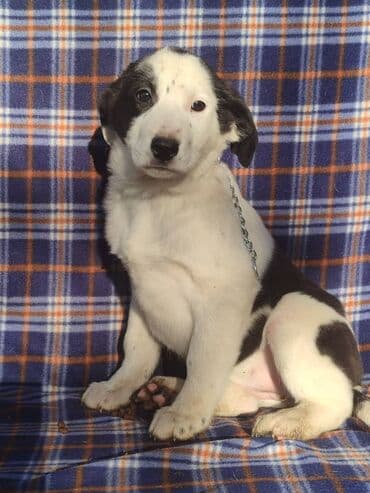 продажа собак бишкек: Ищем дом щенкам. Дважды привиты,имеют ветеринарные паспорта. Есть — 7