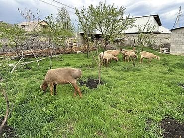 овцы гиссар: Продаю | Овца (самка) | Для разведения | Матка — 4