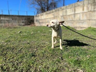 стрижка собак на дому недорого: Ищем дом для молодой стерилизованной девочки. Привита. Привезём сами — 1