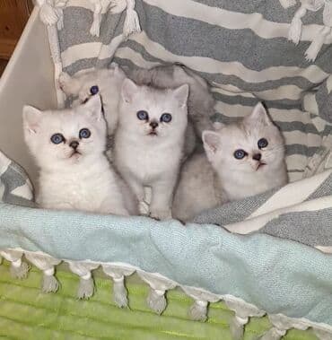 сколько стоят вислоухие кошки: Скотиш Страйт (Шотландская прямоухая), 1 месяц, Мальчик, Серебристая шиншилла, Приучена к лотку — 2