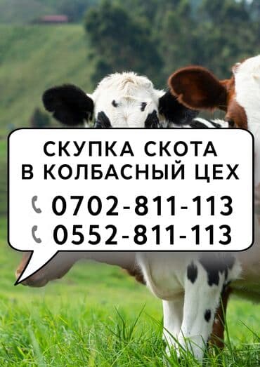 продажа домашних животных: Куплю | Лошади, кони, Другие с/х животные | Любое состояние, На забой, на мясо — 1