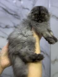 скоттиш фолд шотландская вислоухая кошка: Порода: шотландская вислоухая (Scottish Fold), длинношёрстный тип — 4