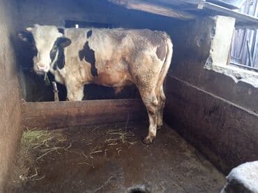 французские бульдоги: Продаю | Бык (самец) | Голштин | Для разведения | Искусственник — 3