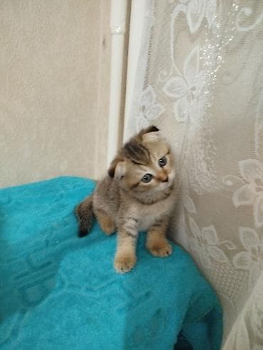 Животные: Котята шотландской породы, короткошёрстные, домашнего выращивания — 8