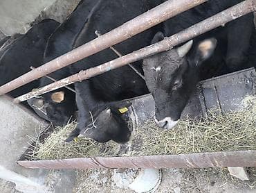 ротвейлер бишкек: Сатам | Бука (эркек) — 2