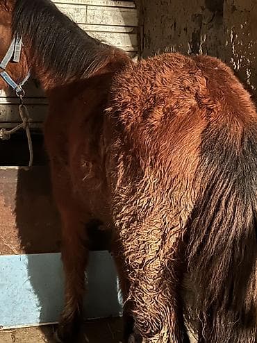 кой ош: Продаю | Кобыла (самка) | На забой — 2