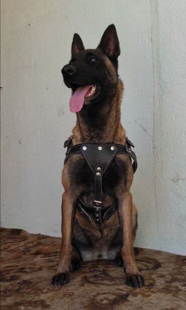 куплю щенка дратхаара: Бельгийский овчарка малинуа девочка — 1