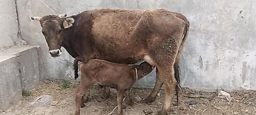 шведская корова: Продаю | Корова (самка) | Полукровка | Для молока — 6