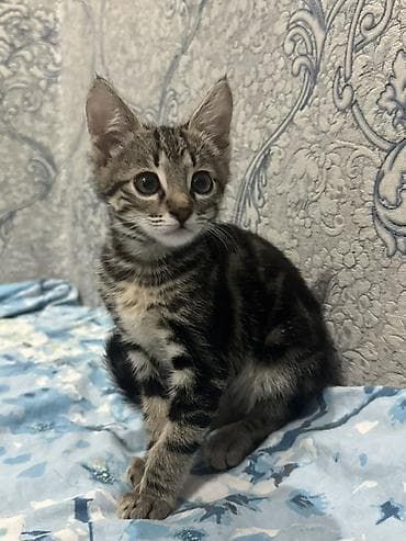 кошка мальчик: Полосатый котёнок, тигровый окрас с контрастными чёрными и — 1