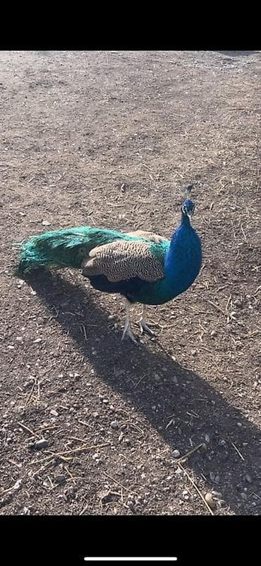 продают котят: Продаю пару павлинов возраст по 4 года робочие есть от них потомство — 1