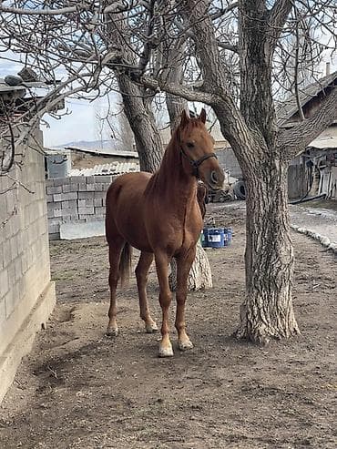лошади токмак: Продаю | Жеребец | Полукровка | Для разведения, Конный спорт — 1