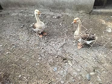 утки мандаринки: Домашние гуси - Порода: линда+крупные серые (характерный «шишак» на — 10