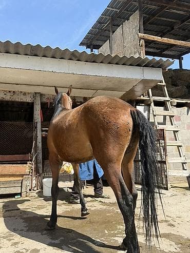 кой кыркан машнка: Продаю | Кобыла (самка) — 3