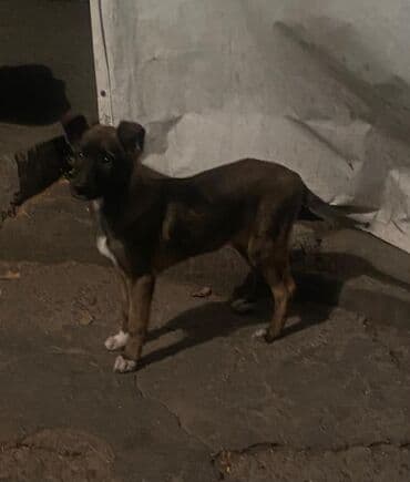 цены на чихуахуа: ЩЕНКИ ОВЧАРКИ Остались только 2 САМОЧКИ (ДЕВОЧКИ ) - крепкие, умные и — 6