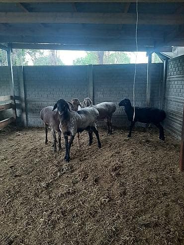 продам коз: Продаю | Овца (самка) | Для разведения | Племенные — 3