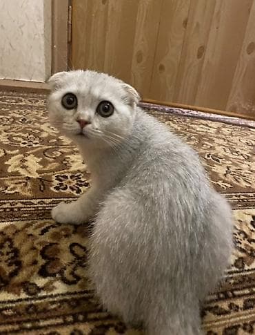 померамский щенок: Скотиш Фолд (Шотландская вислоухая), 2 месяца, Мальчик, Кастрирована, Приучена к лотку, Проглистована — 3