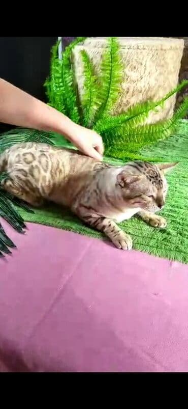 рэгдолл цена бишкек: Бенгал, 2 жаш, Эркек, Ак, Бычылган, Лотокко барууга үйрөтүлгөн, Курттардан тазаланган — 5