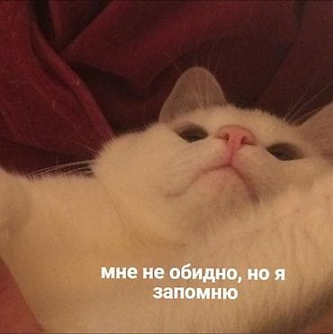 Постельное белье: Ищу котенка для подарка, желательно даром — 1