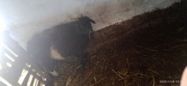 Трансформатор майы: Коза жирная на зарез и разведения — 2