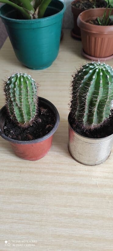 продаю петухов: Кактус — 3