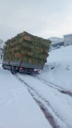 продажа щенков немецкой овчарки с документами в бишкеке: Сено в тюках (прямоугольные кипы) - Упаковано в плотные прямоугольные — 2