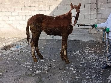 белый конь: Продаю | Жеребенок | Для разведения — 3