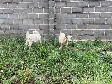 Сатам | Эчки (ургаачы) | Көбөйтүү үчүн — 1