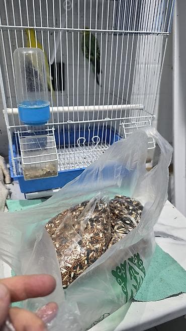 Птицы: Продаю попугаев с клеткой, с готовым прикормом (на 6 месяцев хватает) — 3