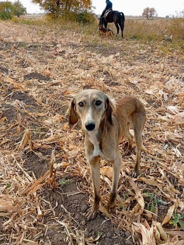 сколько стоит собака овчарка: Тайган сатылат баасы 5000 бир жарым жаш эркек — 5