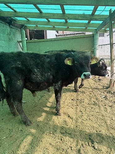 Продам с/х животных: Продаю | Бык (самец) — 9