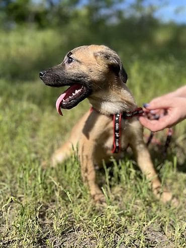 отдам даром шпица в хорошую семью: Ищем дом для маленькой Бусинки 🐾🏡 Группа «Зоозащита Бишкек» ищет — 6